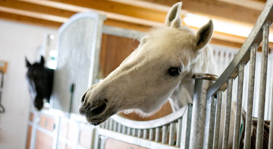 Zufriedene und neugierige Pferde warten auf den nächsten Reitkurs